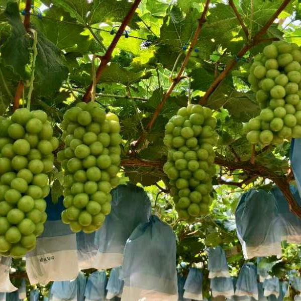 山西，运城，进龙