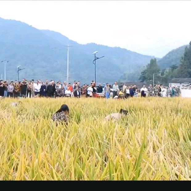 专收稻谷大米加工批发及零售