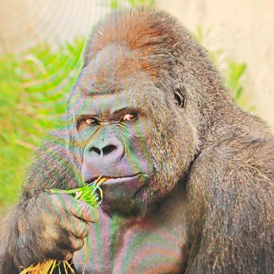 素质极低的小猴