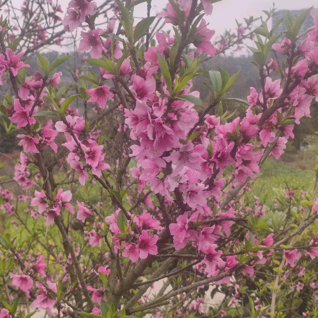 得意杨杨