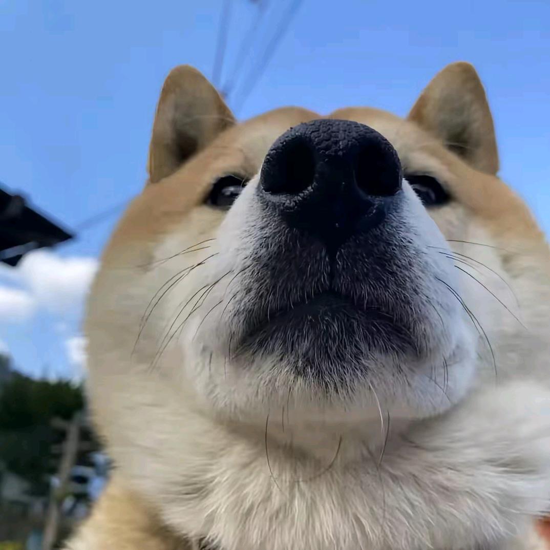 傻瓜云丙奇