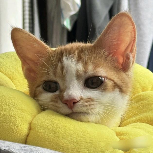 我是小猫猫