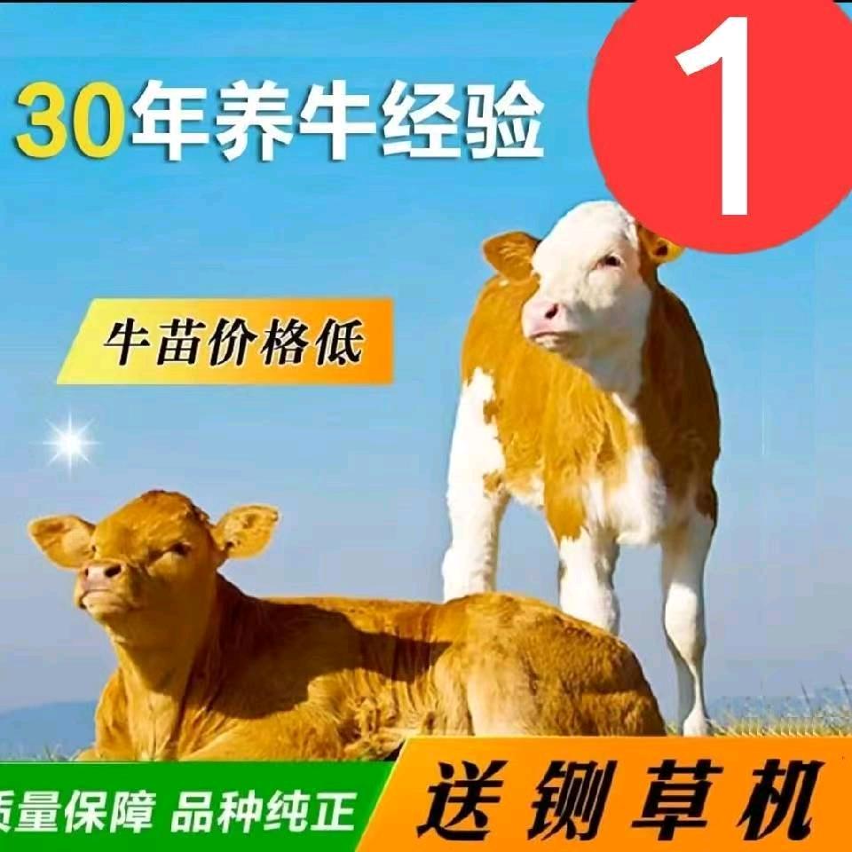 肉牛养殖场出售肉牛犊
