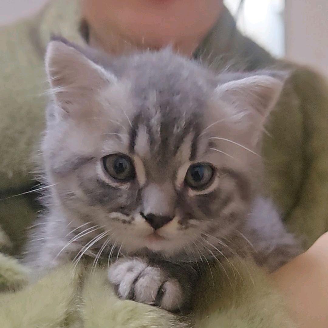 牛哥叫我来巡山