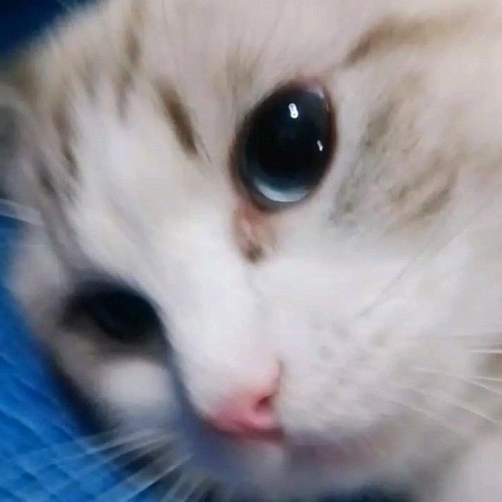 奔奔BenBen