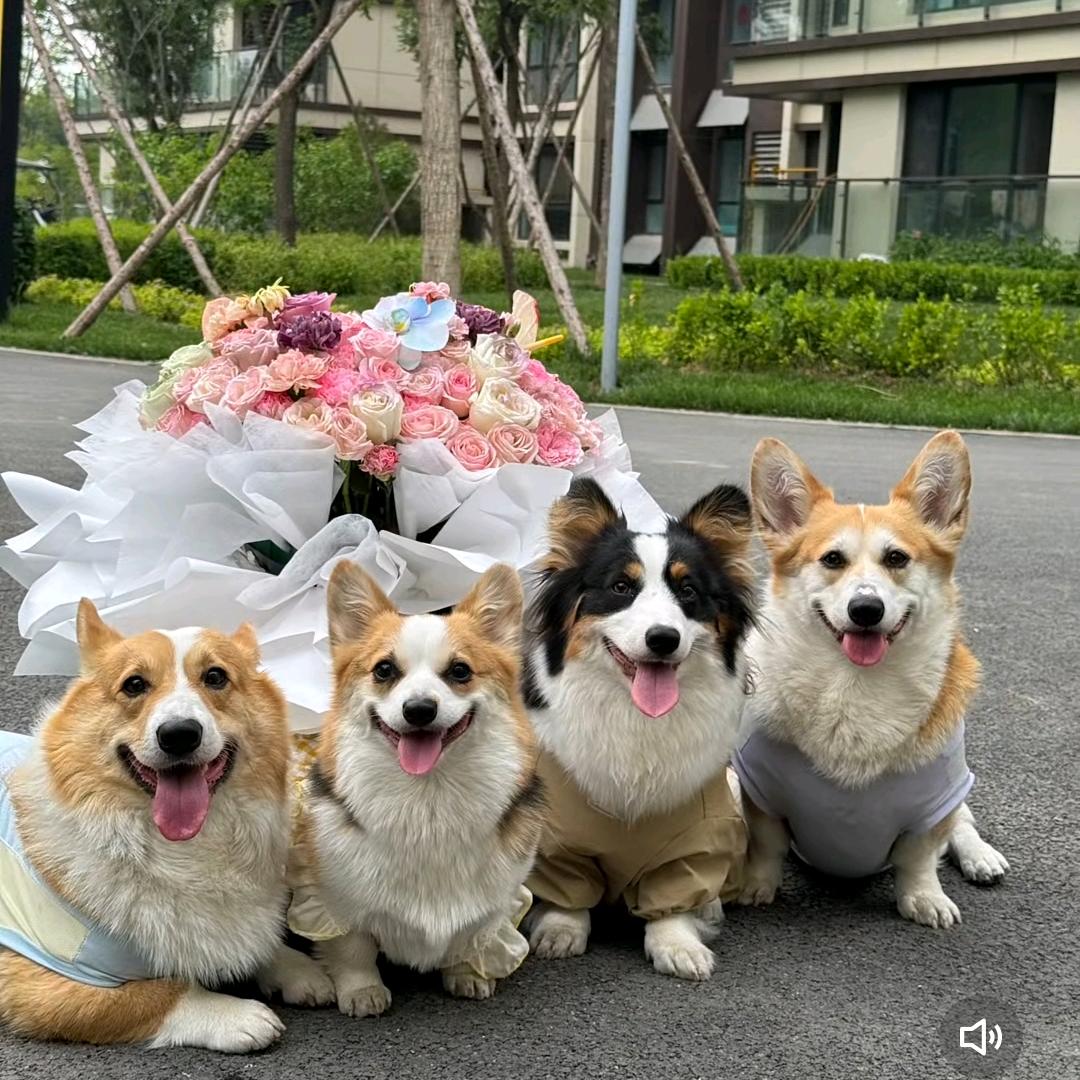 @柯基   毛台的日常