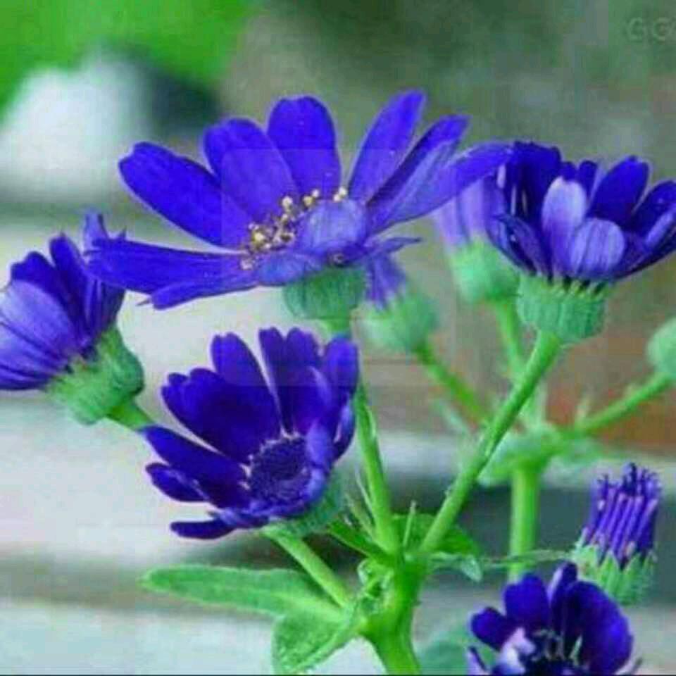 雾里看花