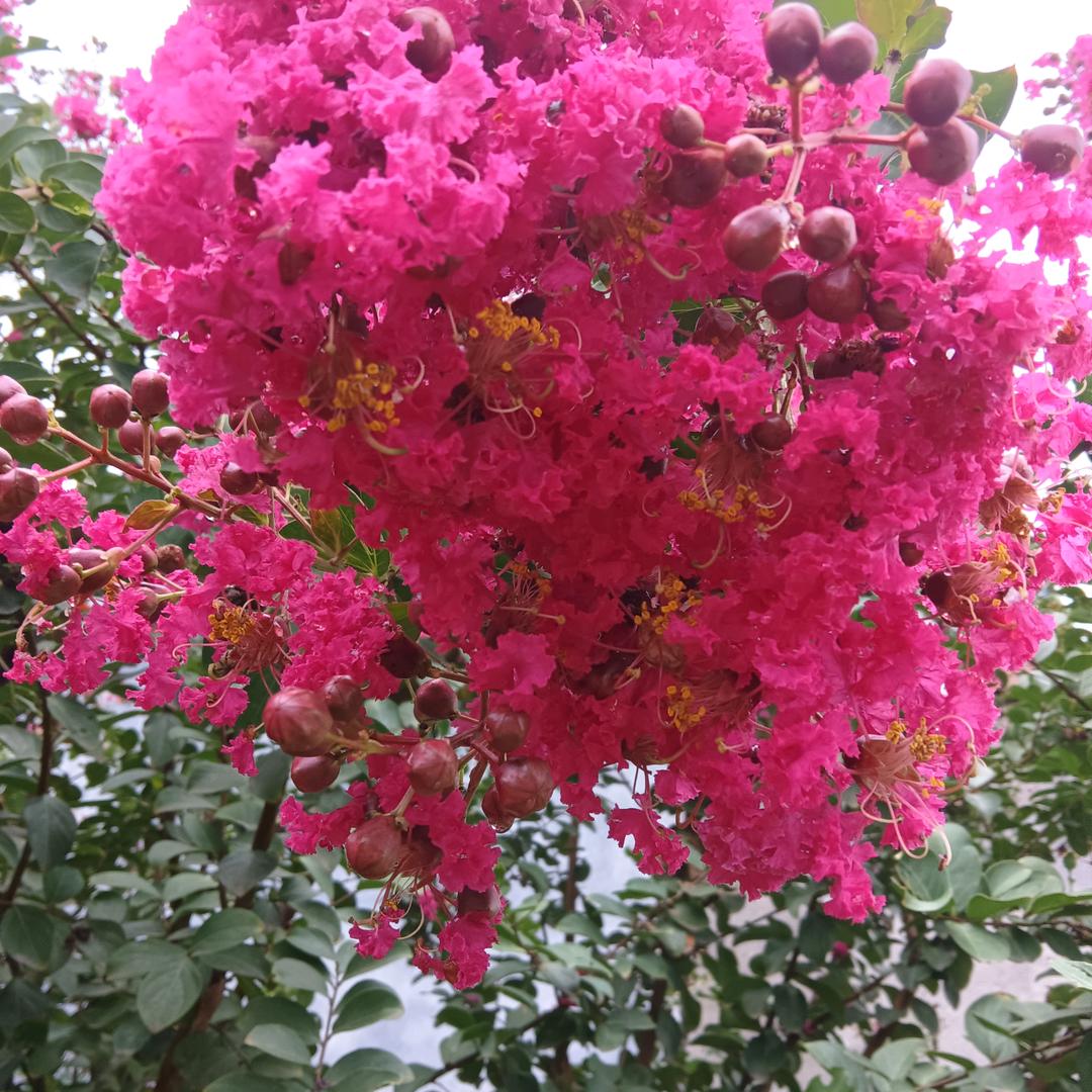 秋季芙蓉