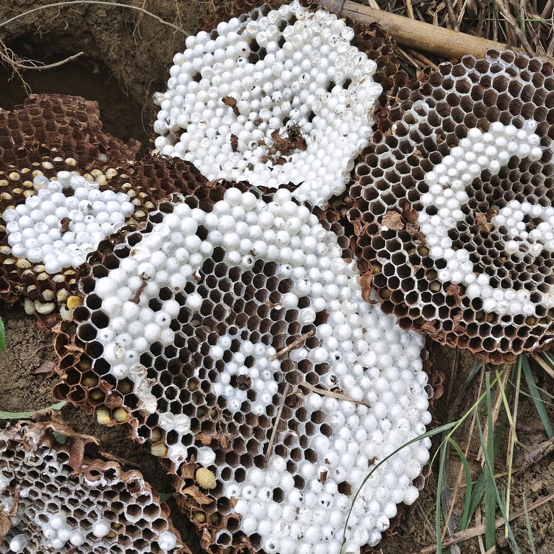 在全州抓虎头蜂