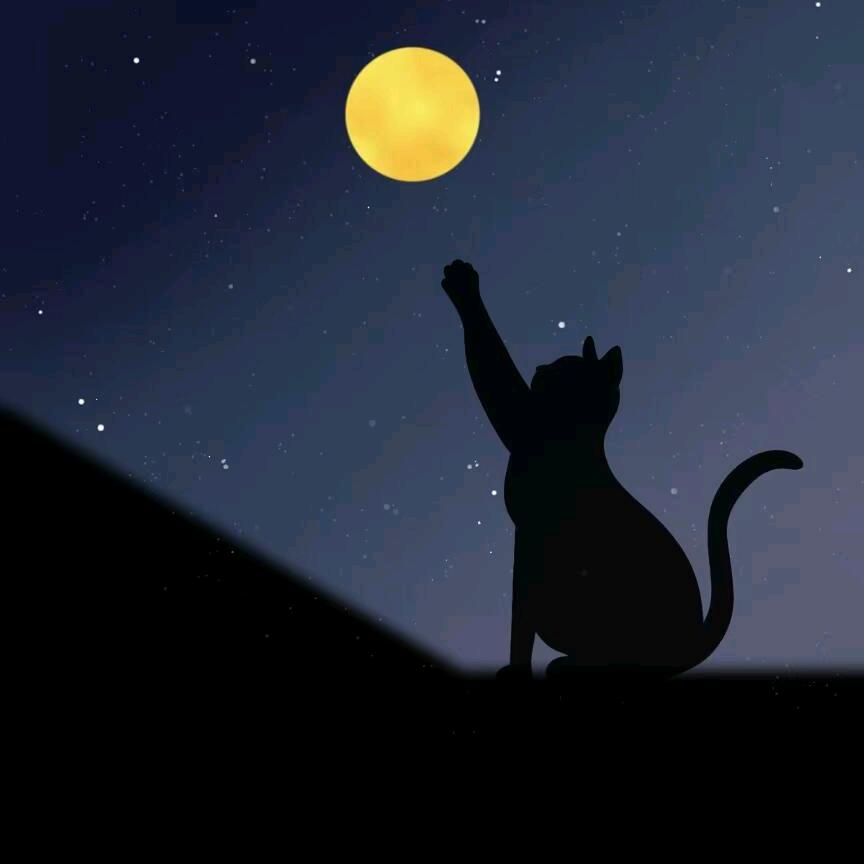 屋顶的猫
