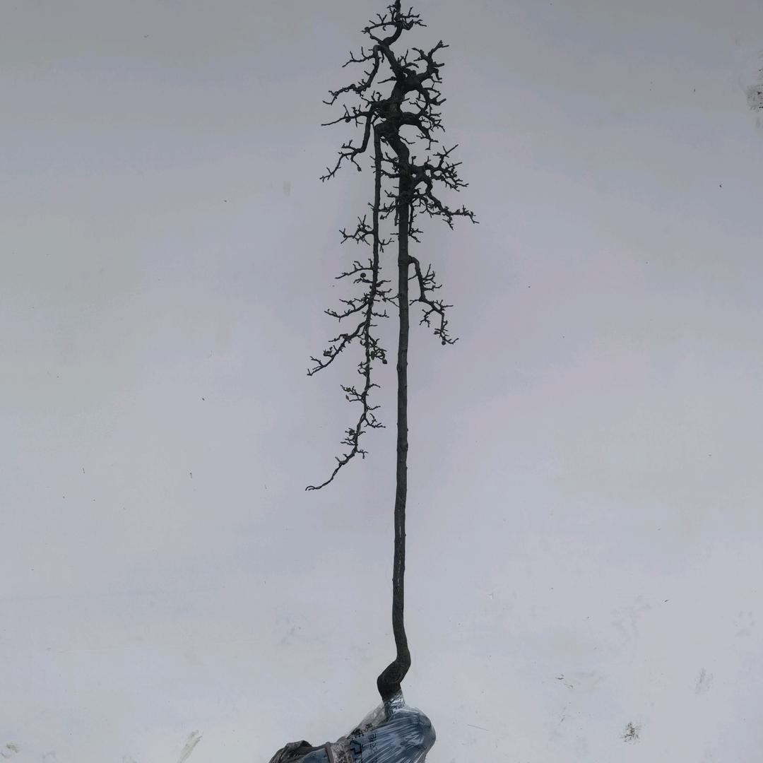 五彩花业