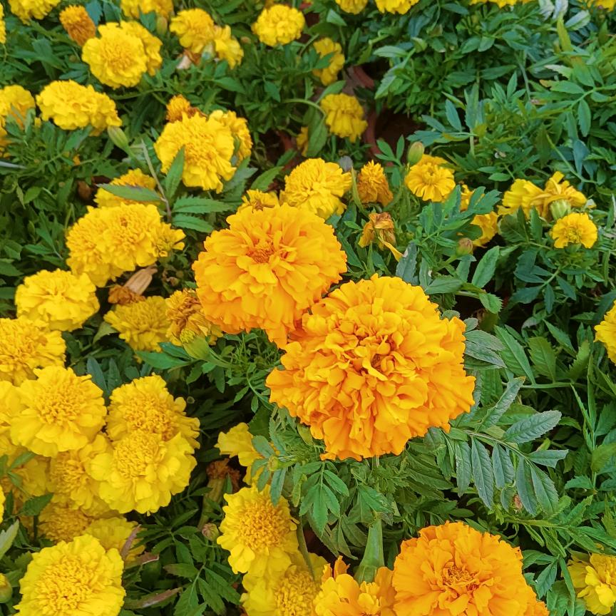 爱看动画片的奶奶