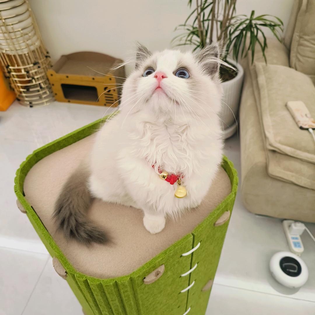 萝卜？