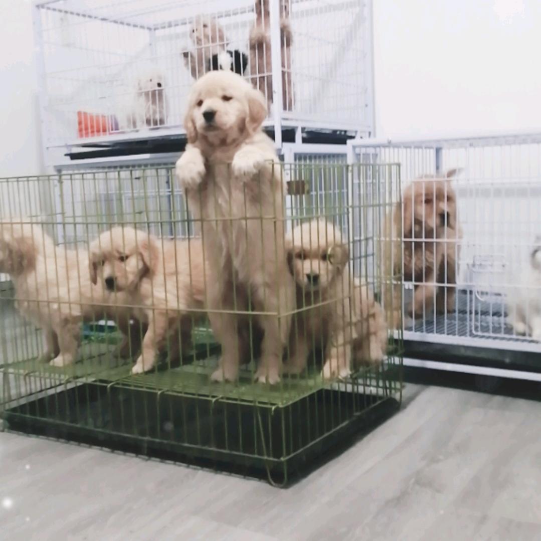 兴达犬舍5