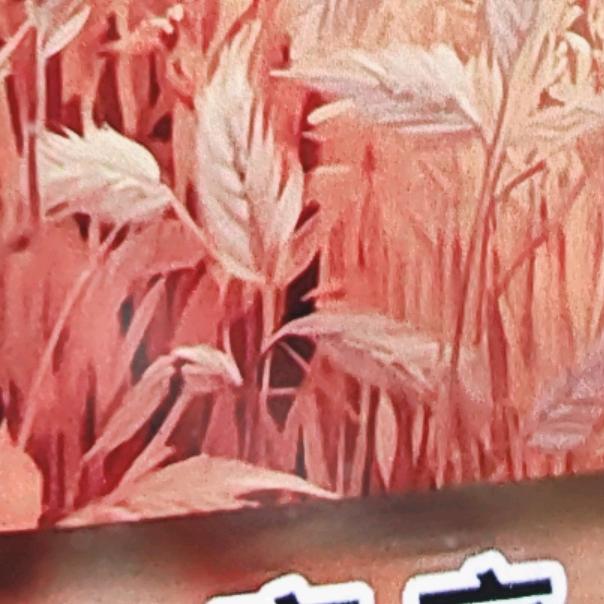 ⭐️幸⭐️运⭐️星⭐️