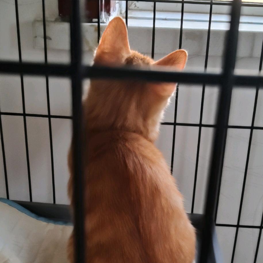 《团团》《饭团》是只猫