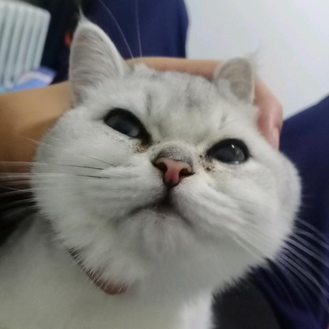 🌈爱笑灰太狼