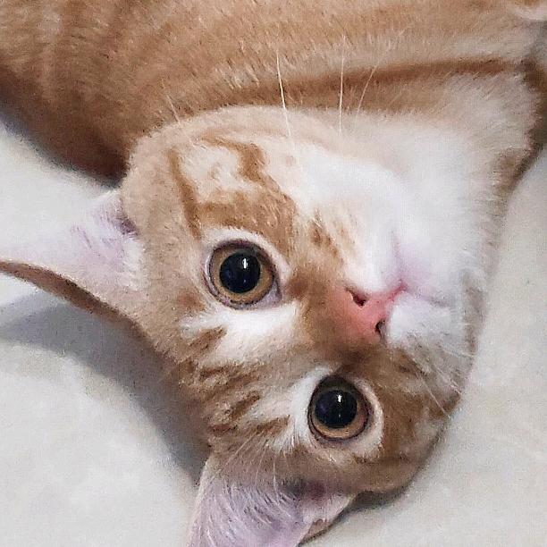 两只猫猫虫😽😼