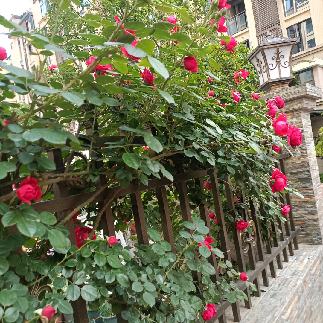 ℒᎭℯ⃝余生ᩚ安ᮨ໌້好࿐💞