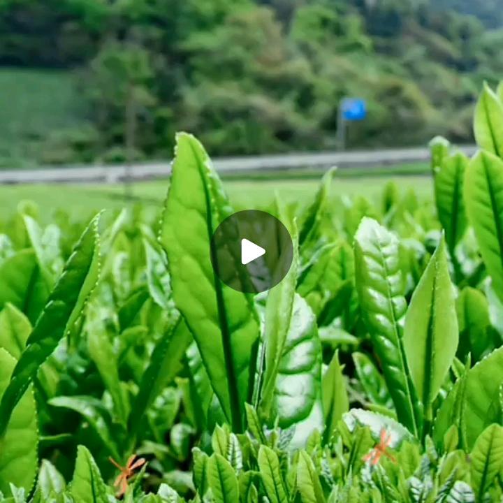 真实善哉善哉