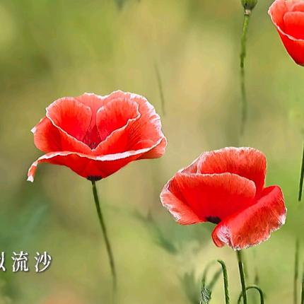 金色枫叶💐