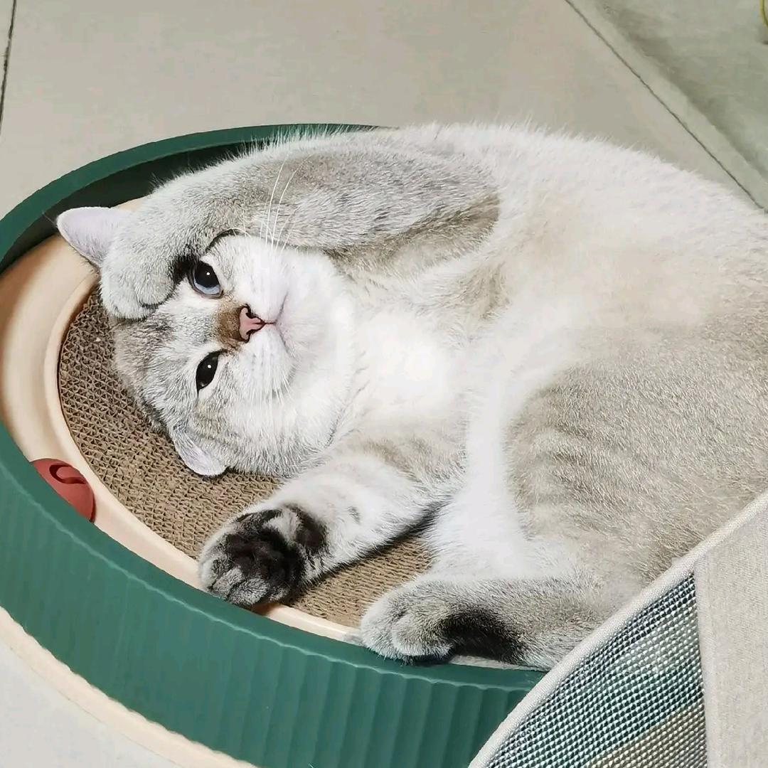 六百小名叫六六