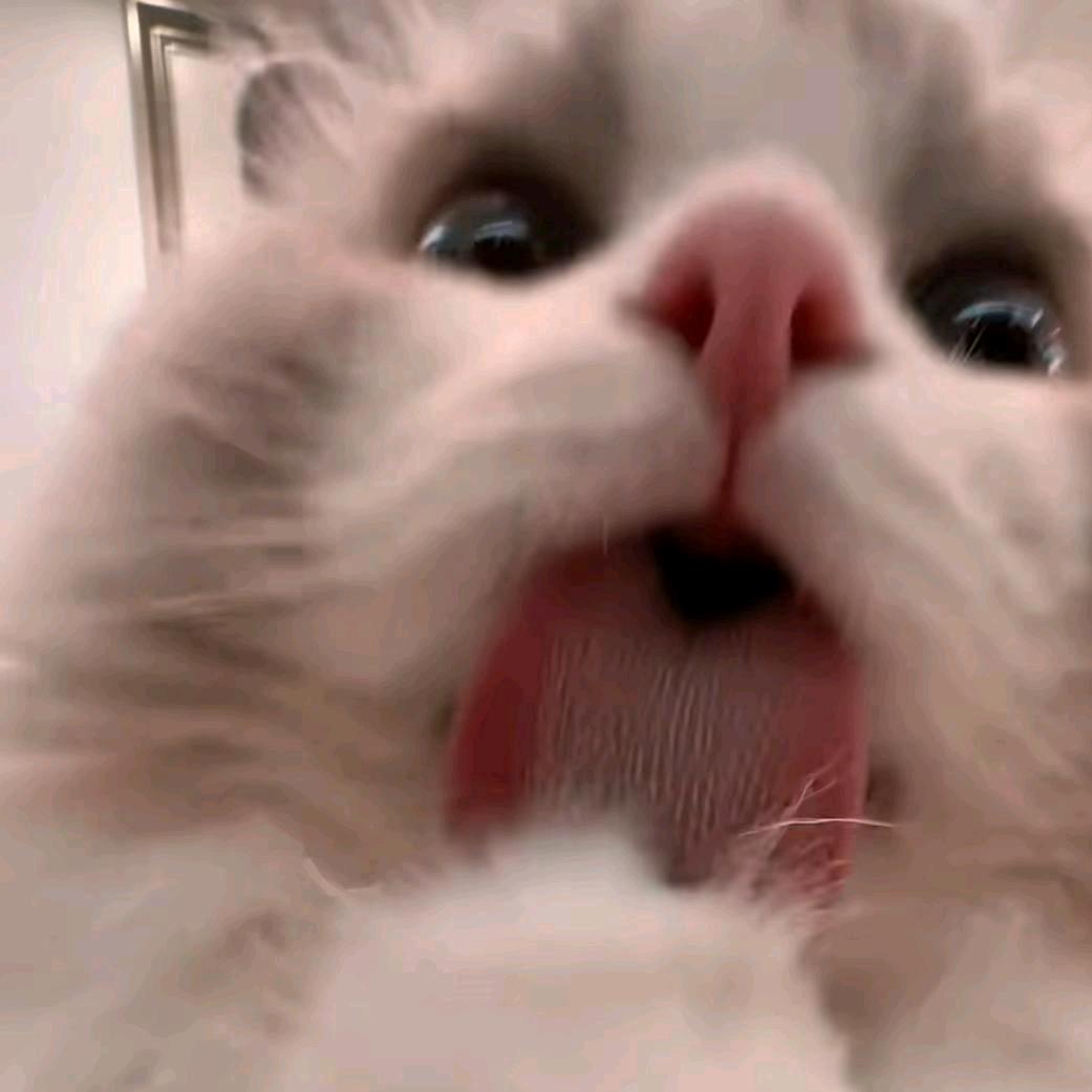 麦辣鸡腿本堡🕊