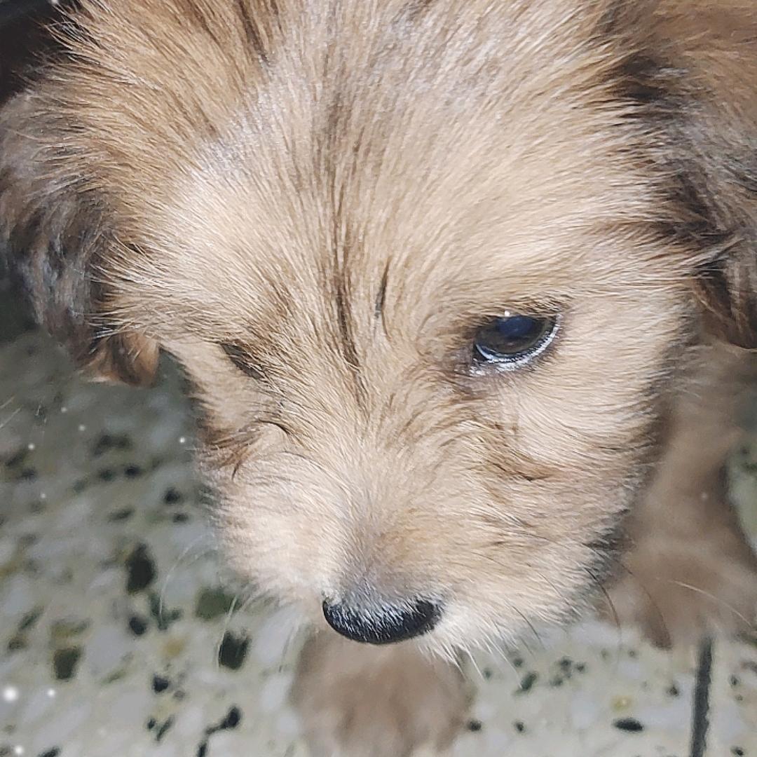 豆豆是个毛孩子