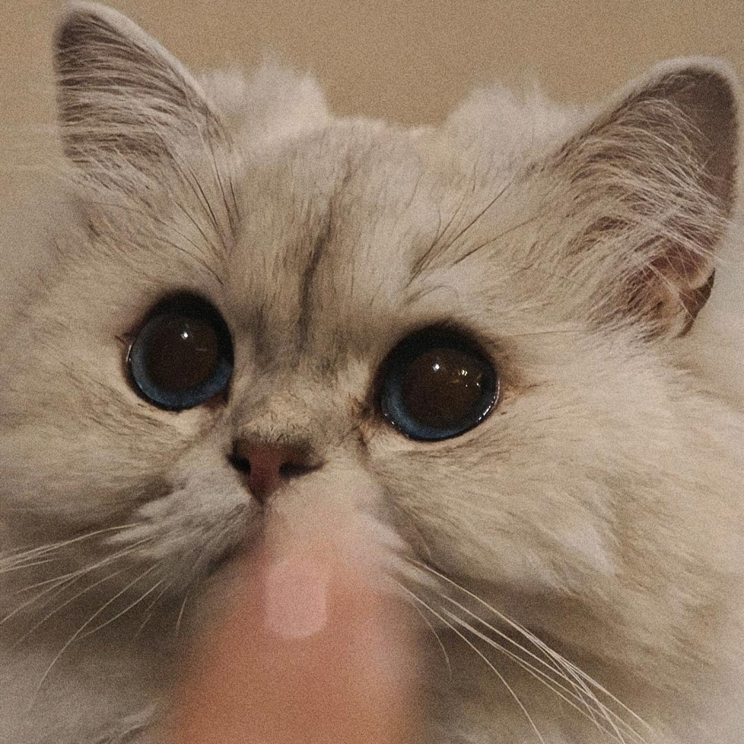 睡不醒的韩豆包