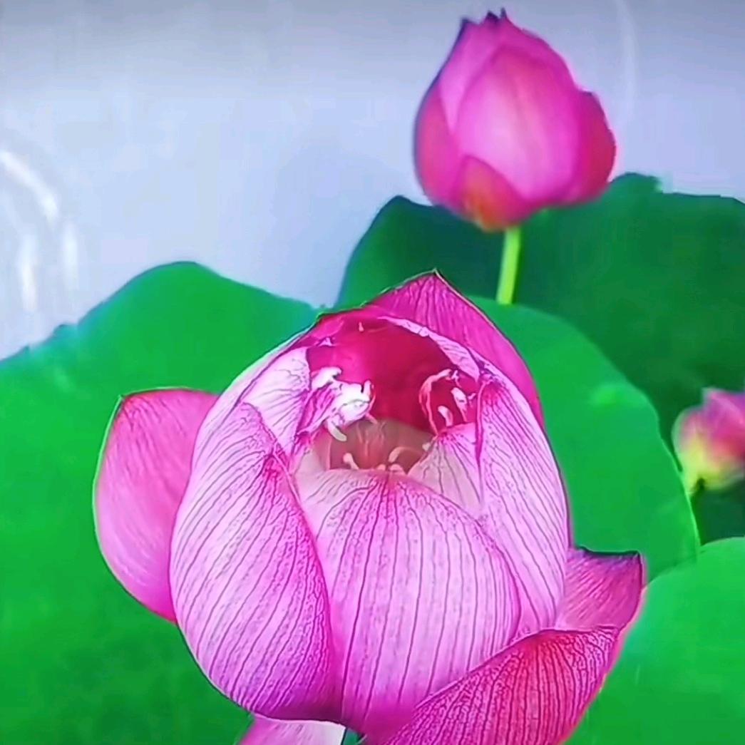 浩浩、筱筱、奶奶。