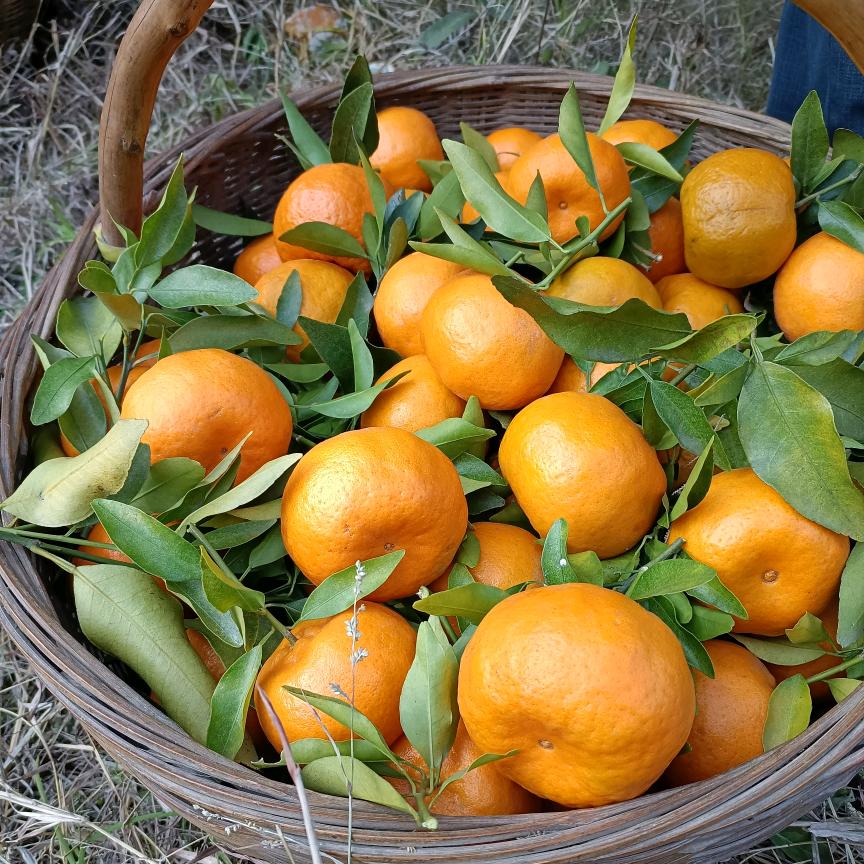 @小魏姐产地代办