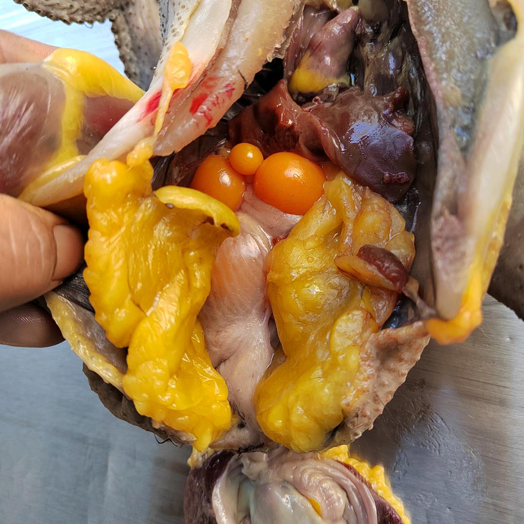 红莲土鸡