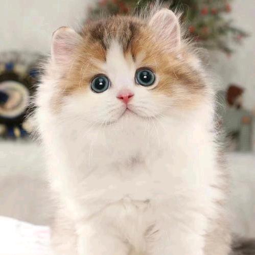 汶旭高端宠物猫