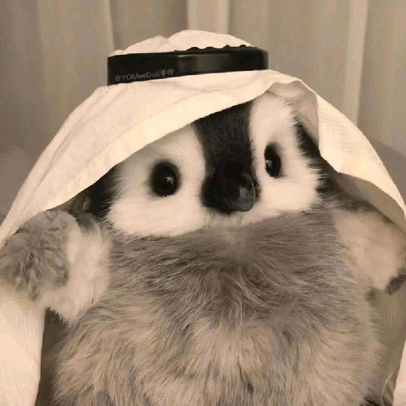 泡泡