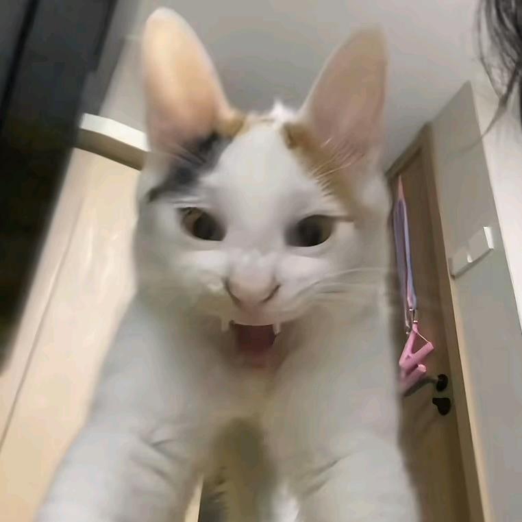 墨西哥邪恶大咪蝠