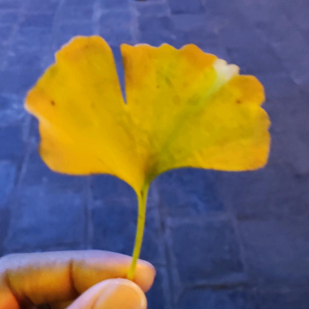 美墨专线头程，清关强，时效稳！