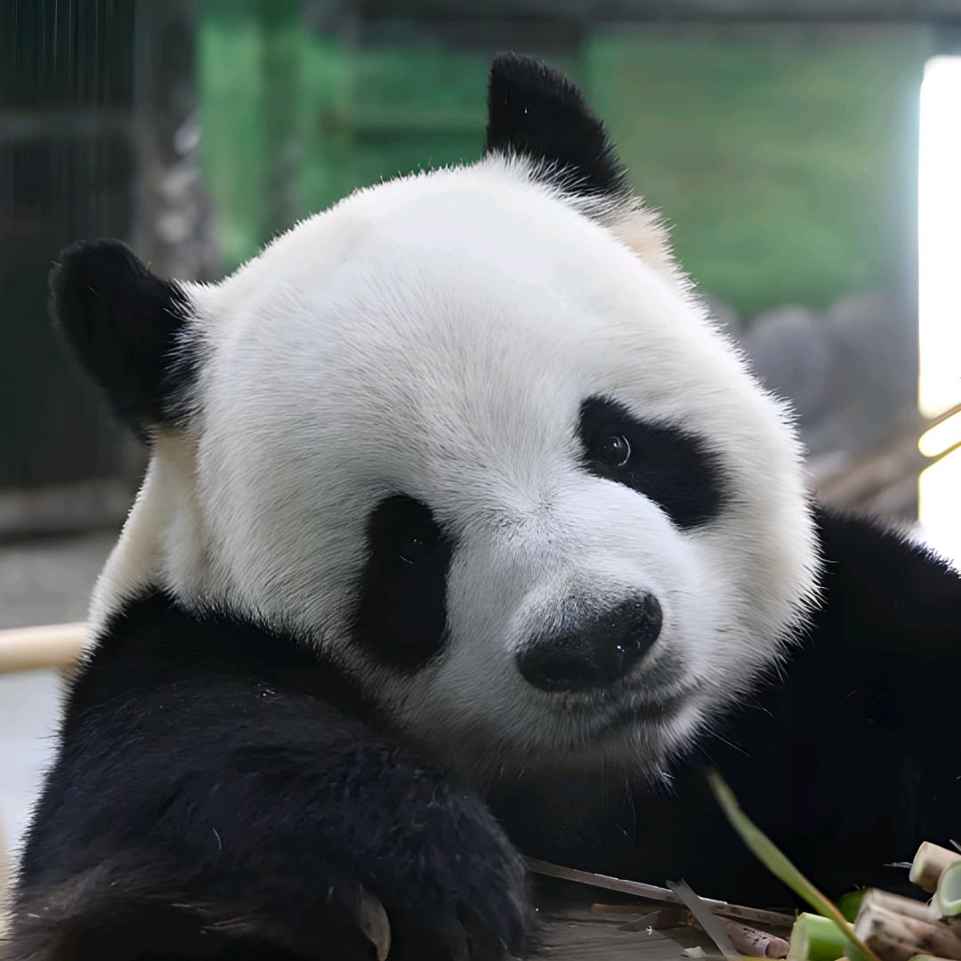 心有千千念