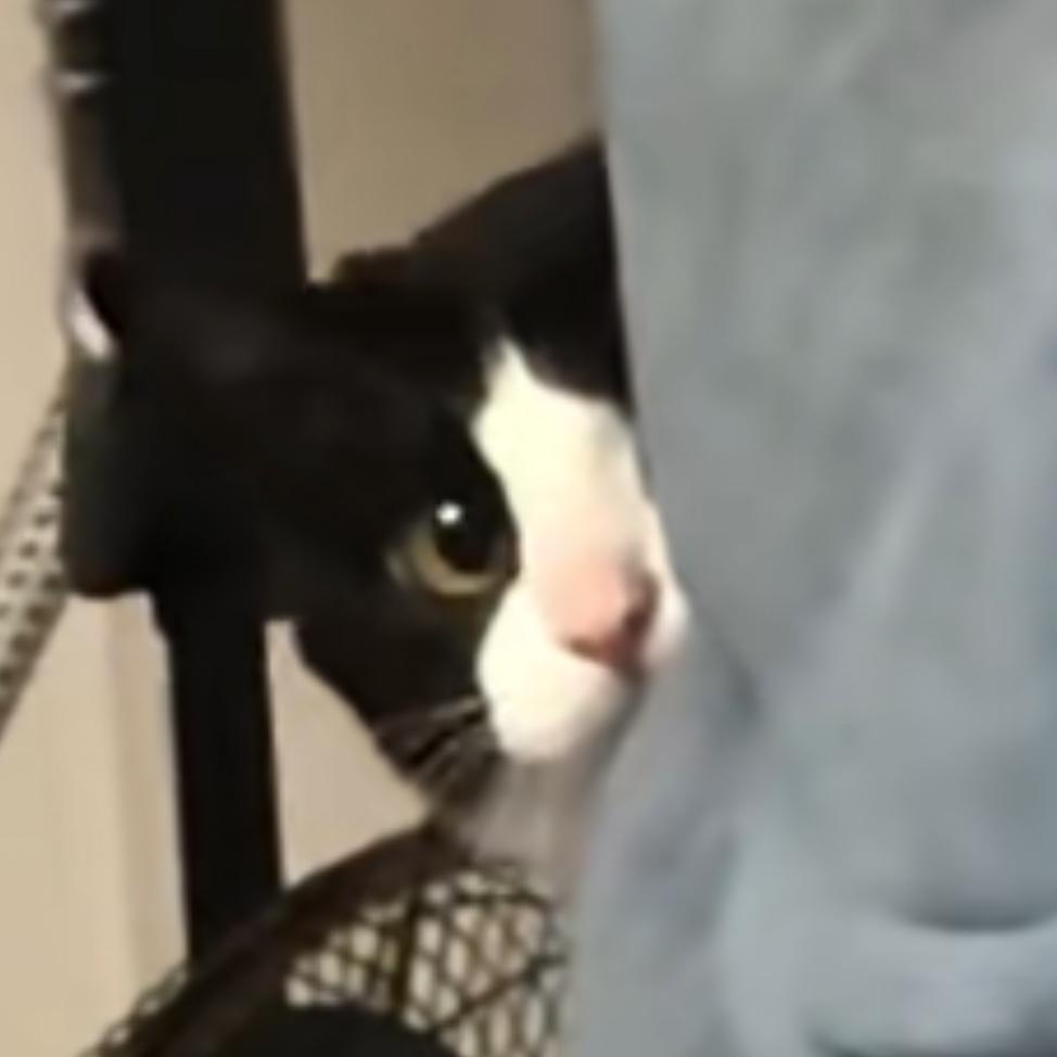 嗨i小猫🌷