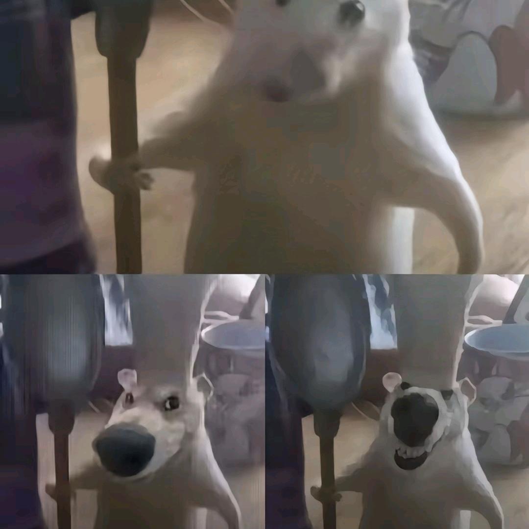 小啊蝈