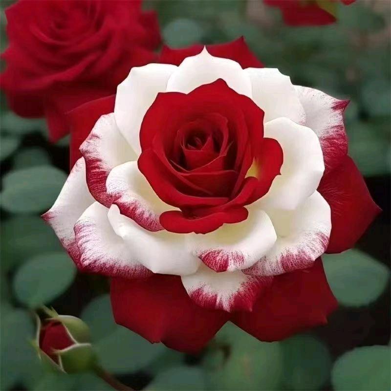 👑🎂（小石榴）🎀🌹