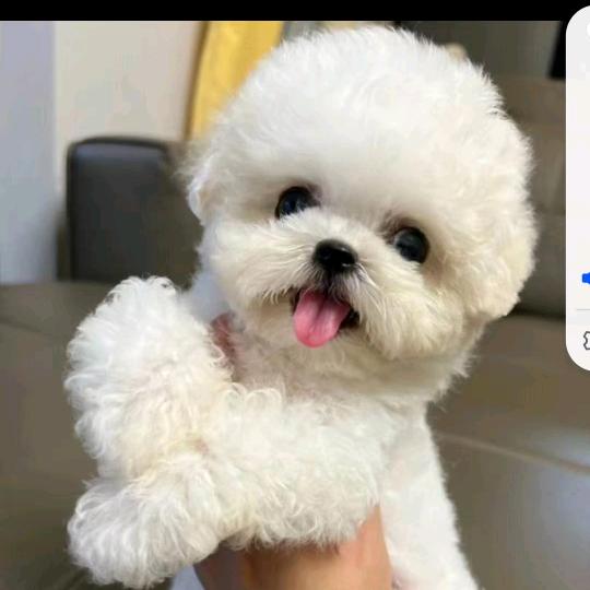 瑶瑶家比熊