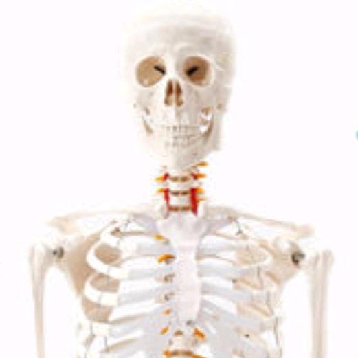 🐢🇨🇳🐛🐜🦕🐿