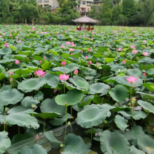 爱咋咋地