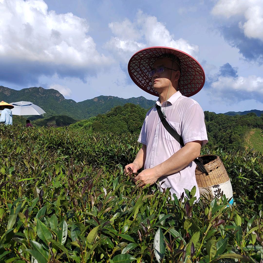 恒添茶业