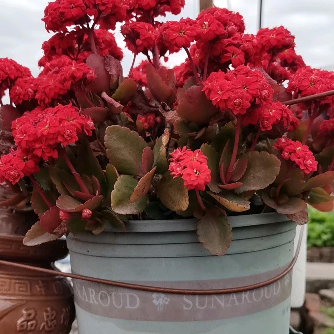 熊大熊二的妈妈