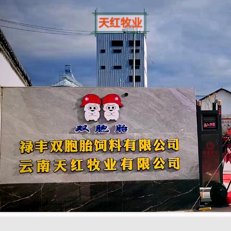 禄丰双胞胎～天红牧业（刘定武）
