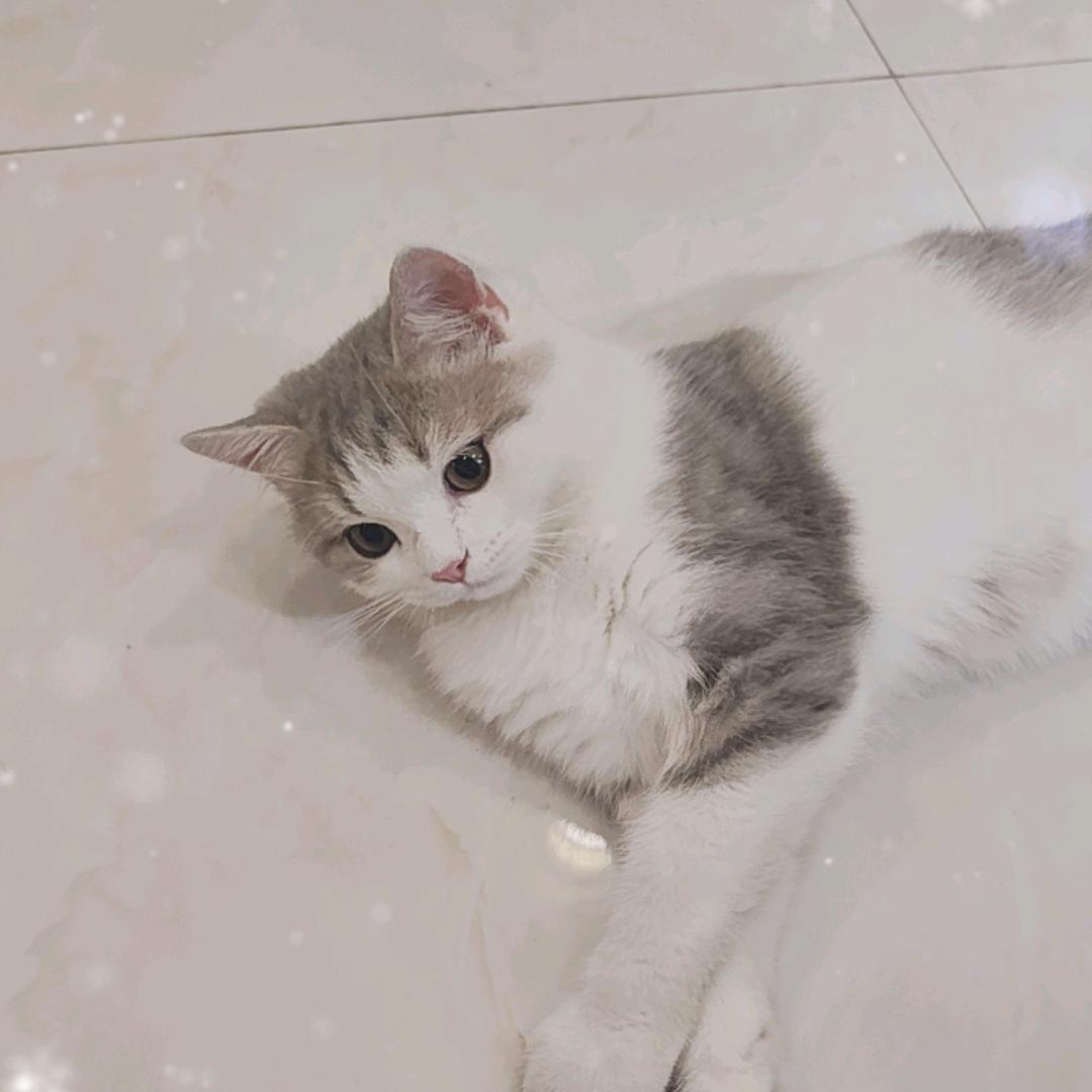 👀不会玩视频的喵