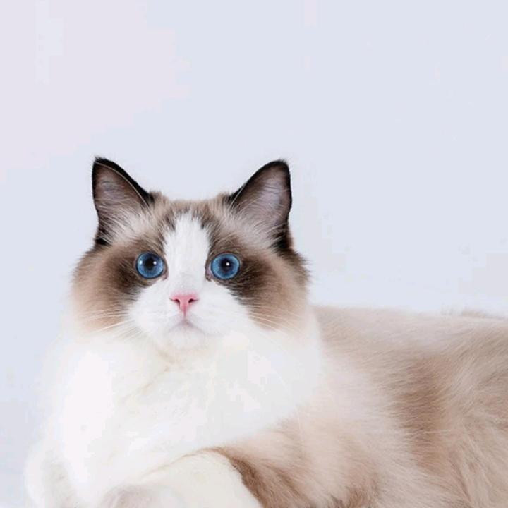 打了科兴第四针