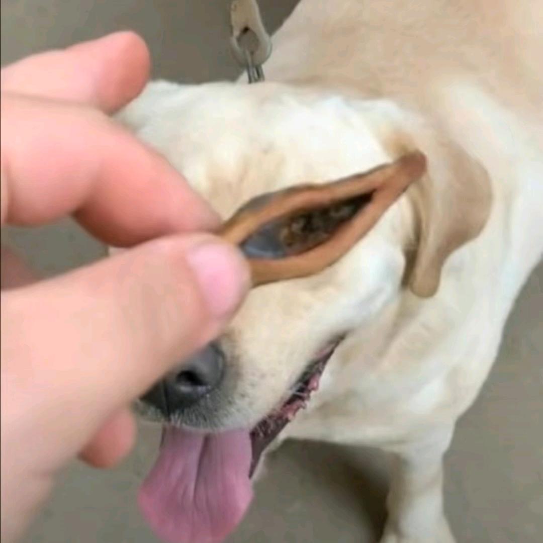 COCO酱