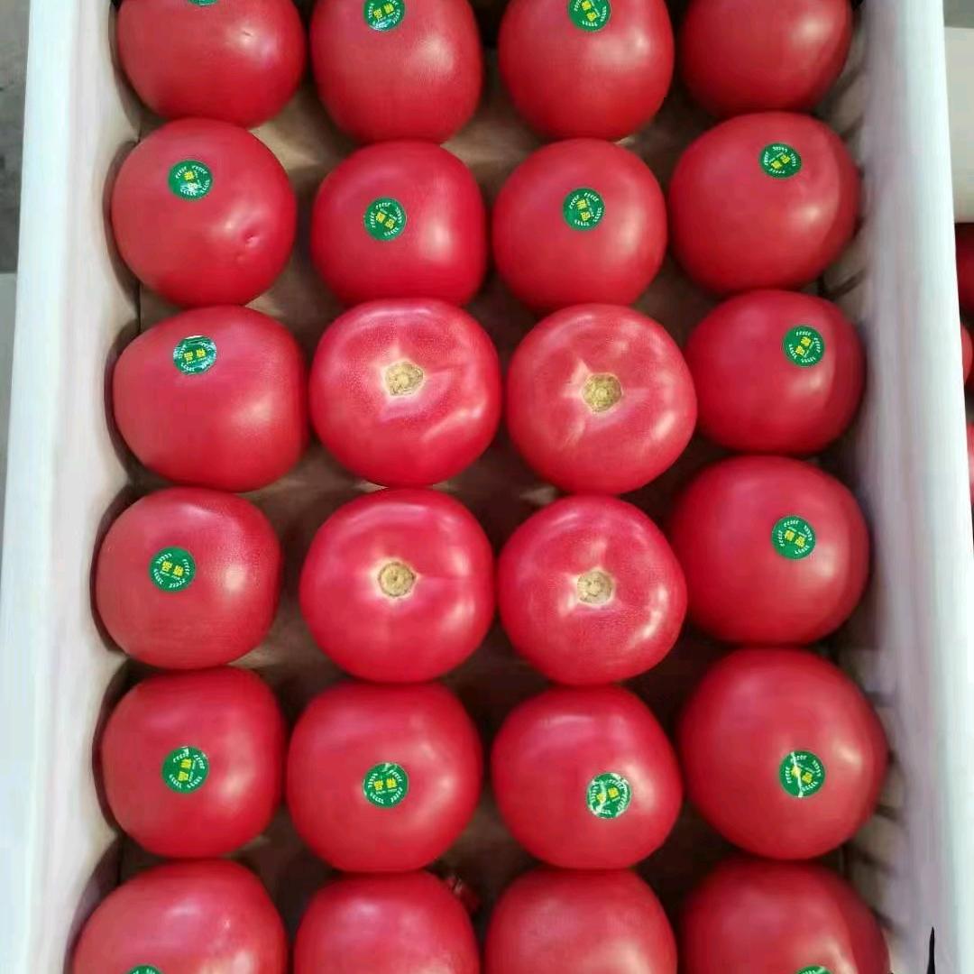 河北邯郸果蔬代收，代卖！